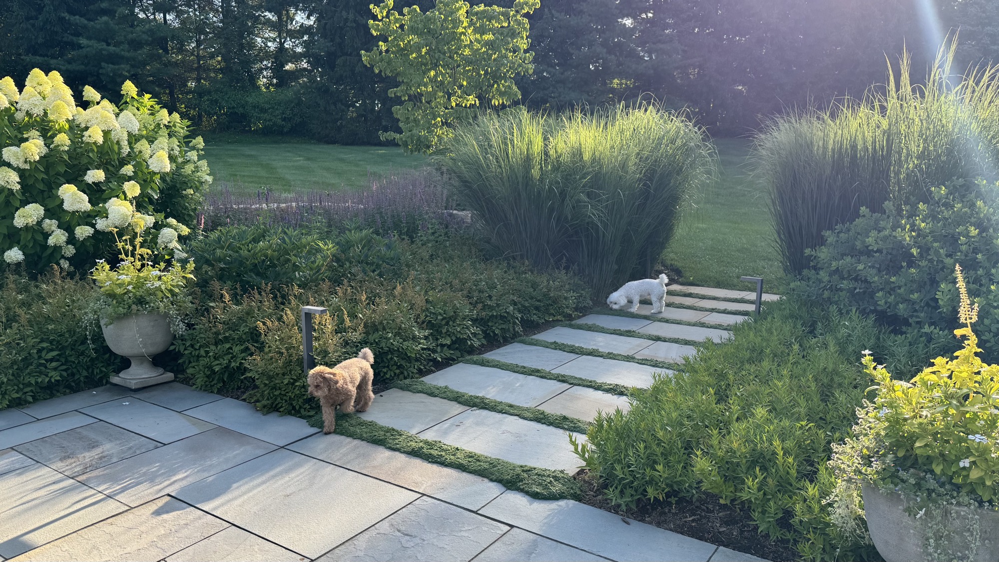 Stone garden path with two dogs at golden hour